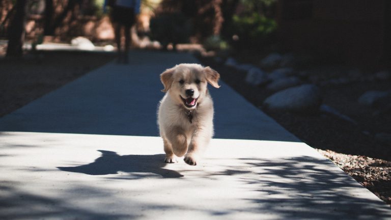 Andrew Schultz Dtsdd968mpw Unsplash