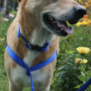 Dog wearing belt