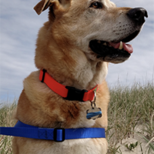 Dog image