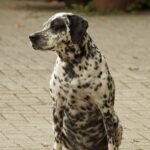 Dalmatian 4536760 1920 1024x1024 1