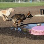 Dog 4988416 1920 1024x1024 1