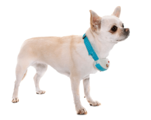 Dog Wearing A Shock Collar 2