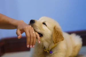 How To Stop Puppy 1024x683 1