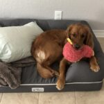 Kennedy Dog Training 1024x1024 1